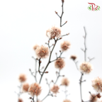 Preservative Stirlingia - Brown - Pudu Ria Florist Southern