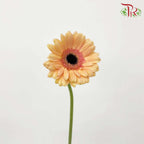 Gerbera Champagne (8-10 Stems) - Pudu Ria Florist Southern