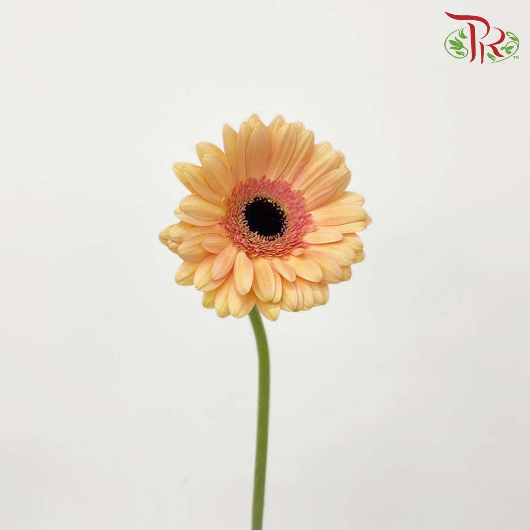 Gerbera Champagne (8-10 Stems) - Pudu Ria Florist Southern