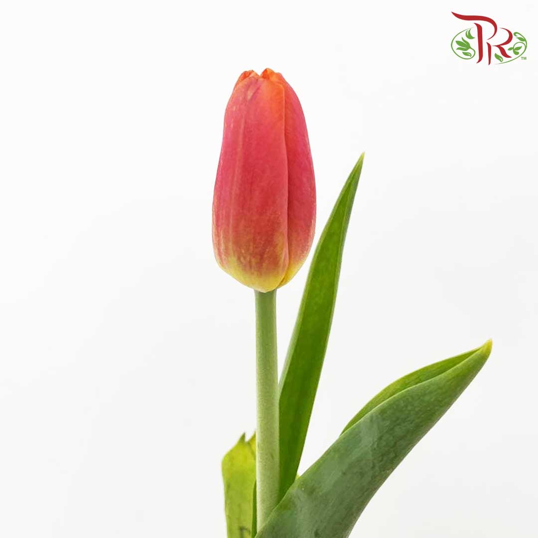 Tulip Orange/Red (8-9 Stems) - Pudu Ria Florist Southern