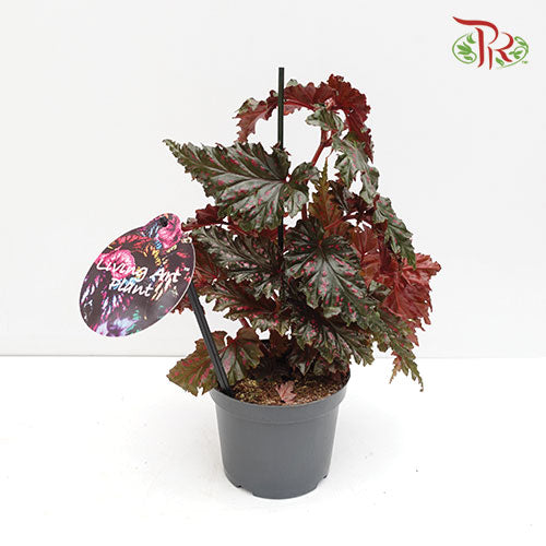 Begonia - Serratipetala - Pudu Ria Florist Southern