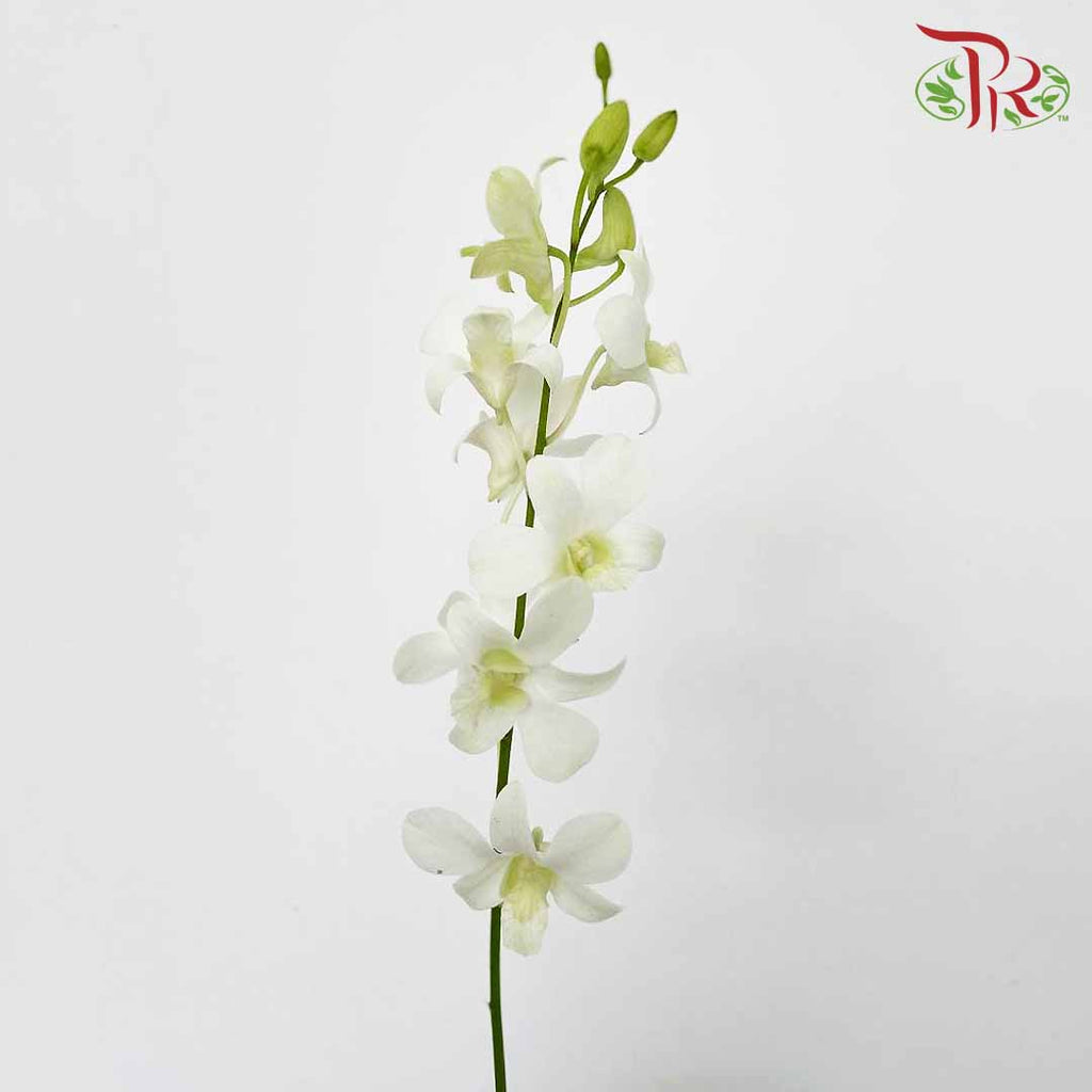 Dendrobium Orchid White / 5 Stems (XL) - Pudu Ria Florist Southern