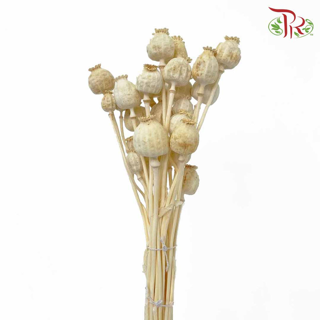 Dry Papaver - Pudu Ria Florist Southern
