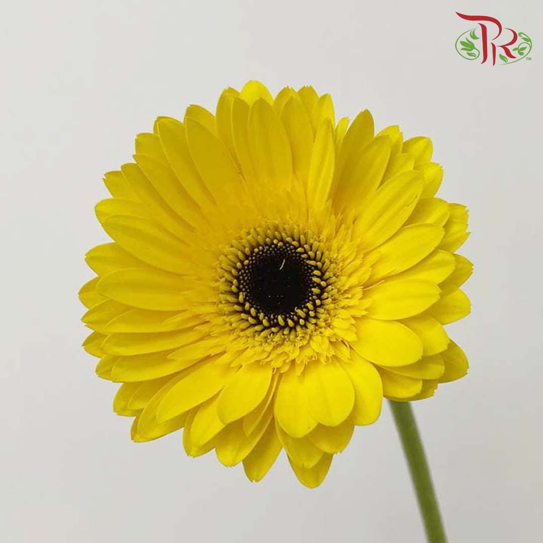 Gerbera Yellow (8-10 Stems) - Pudu Ria Florist Southern