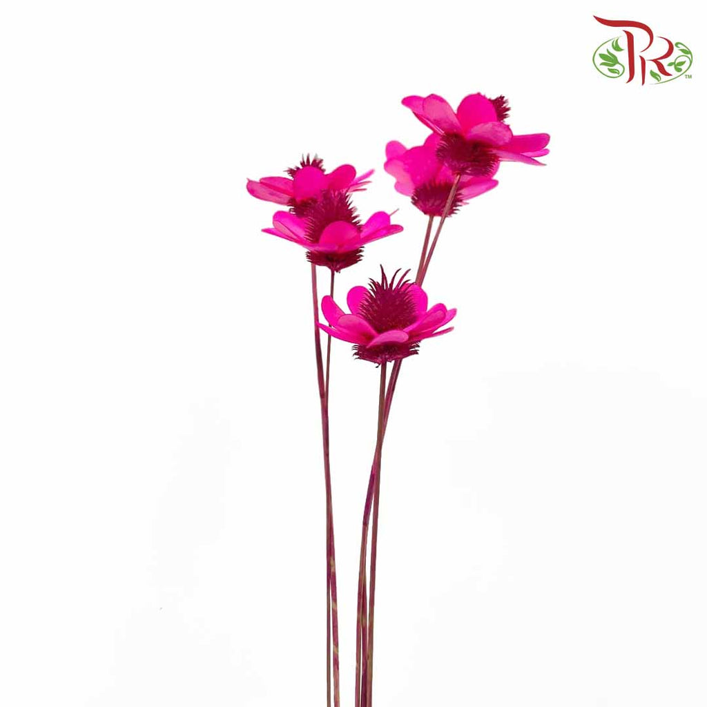 Dry Stella Luna - Cherry Pink - Pudu Ria Florist Southern