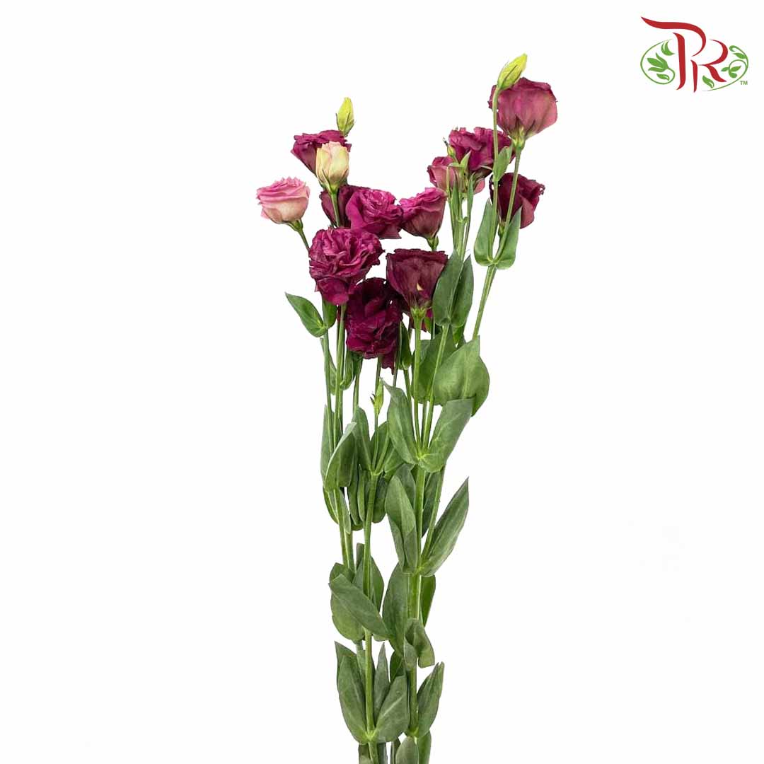 Eustoma Maroon (12-15 Stems) - Pudu Ria Florist Southern