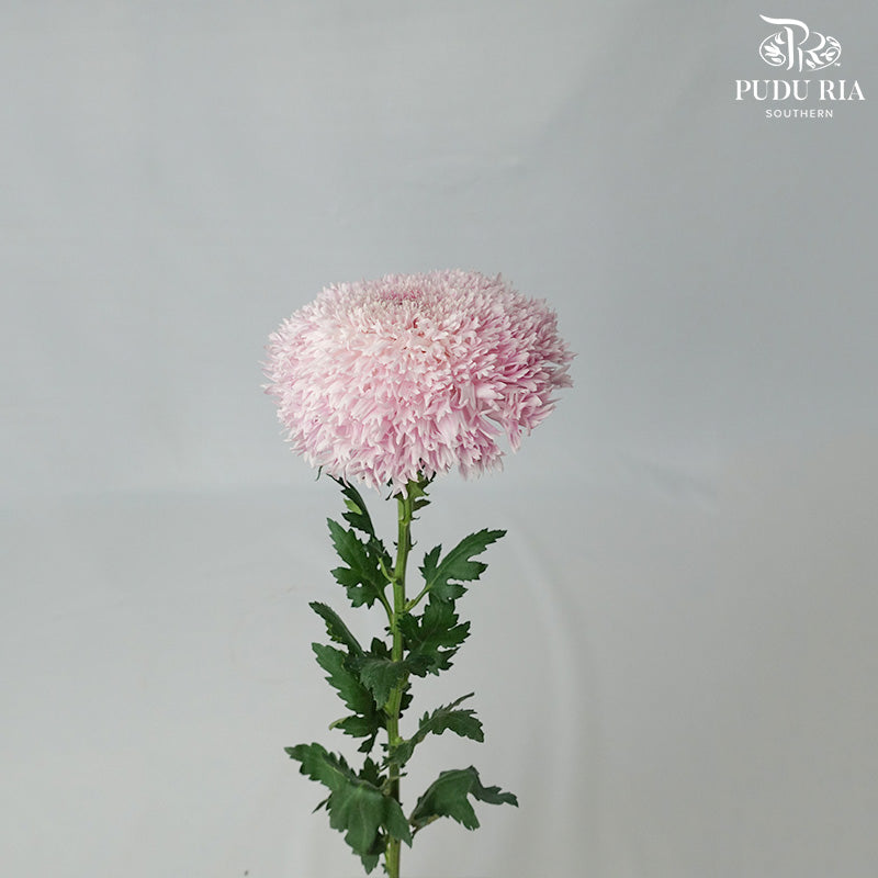 Taiwan Mum Chrysanthemum Dyed - Pudu Ria Florist Southern