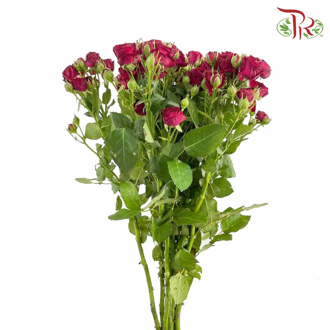 Rose Spray Bloodred Bubble (8-10 Stems) - Pudu Ria Florist Southern