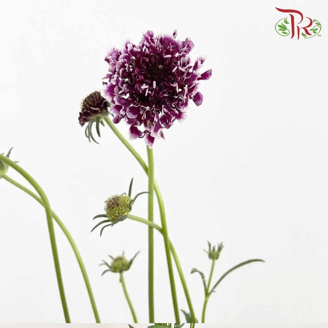 Scabiosa Colour Purple (Per Bundle) - Pudu Ria Florist Southern