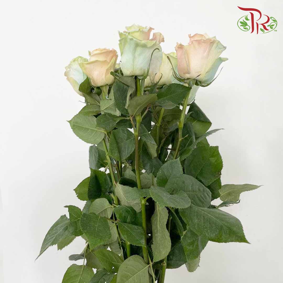Rose Mondial Dyed Mermaid (8-10 Stems) - Pudu Ria Florist Southern