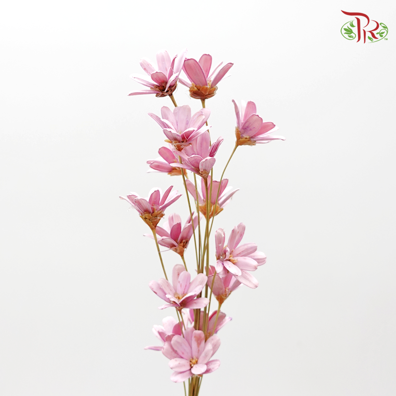 Preservative Petite Flower - Pink - Pudu Ria Florist Southern