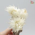 Preservative Silver Daisy - White - Pudu Ria Florist Southern