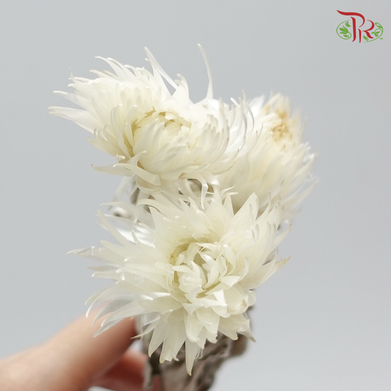 Preservative Silver Daisy - White - Pudu Ria Florist Southern