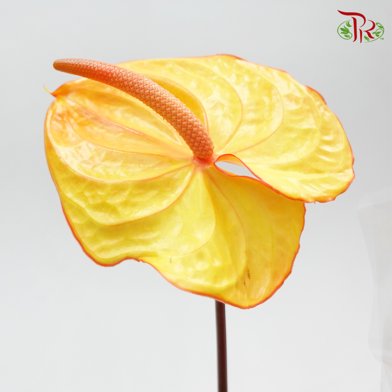 Anthurium Yellow - 5 Stems - Pudu Ria Florist Southern