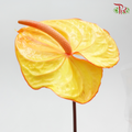 Anthurium Yellow (L) - Per Stems - Pudu Ria Florist Southern