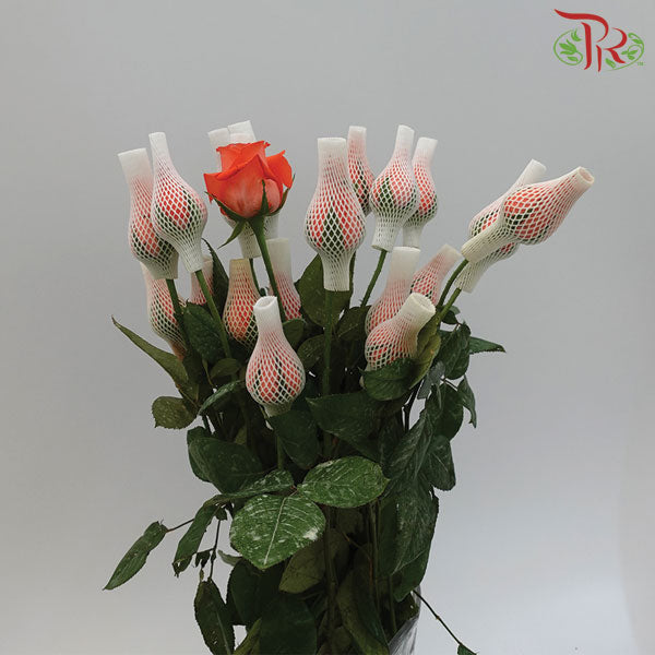 Rose Orange Red (19-20 Stems) - Pudu Ria Florist Southern
