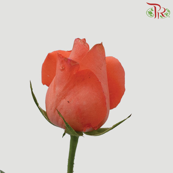 Rose Orange Red (19-20 Stems) - Pudu Ria Florist Southern