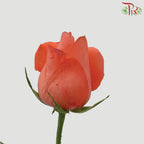 Rose Orange Red (19-20 Stems) - Pudu Ria Florist Southern