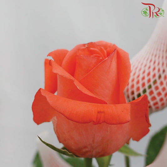 Rose Orange Red (19-20 Stems) - Pudu Ria Florist Southern