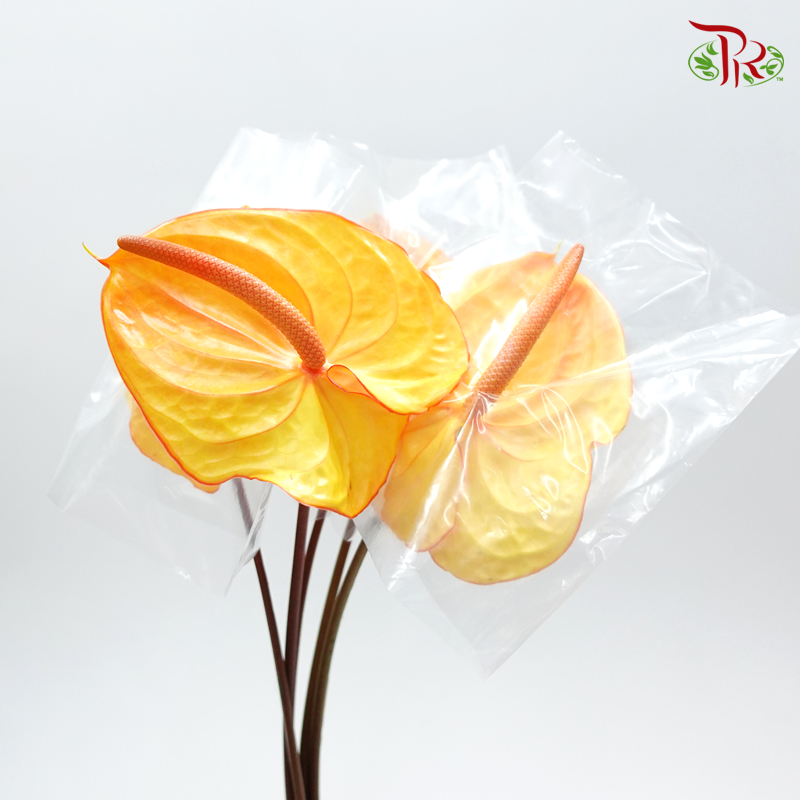 Anthurium Yellow - 5 Stems - Pudu Ria Florist Southern