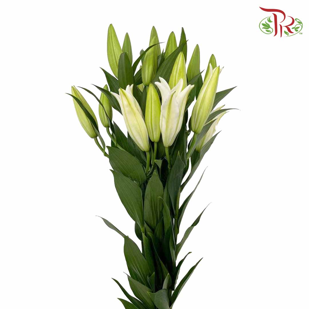 Lily White (5 Stems) - Pudu Ria Florist Southern