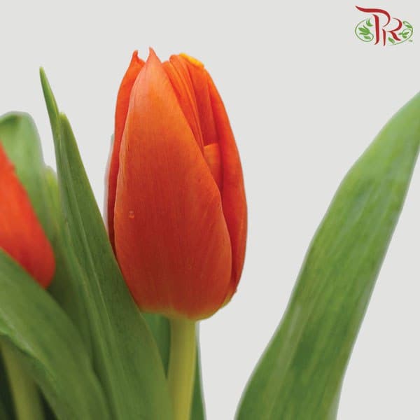 Tulip Orange (8-9 Stems) - Pudu Ria Florist Southern