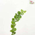 Eucalyptus Baby Blue (Per Bundle) - Pudu Ria Florist Southern
