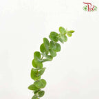 Eucalyptus Baby Blue (Per Bundle) - Pudu Ria Florist Southern