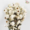 Dry Ammonium / Per Bundle - Pudu Ria Florist Southern