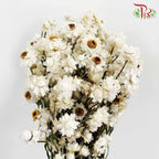Dry Ammonium / Per Bundle - Pudu Ria Florist Southern