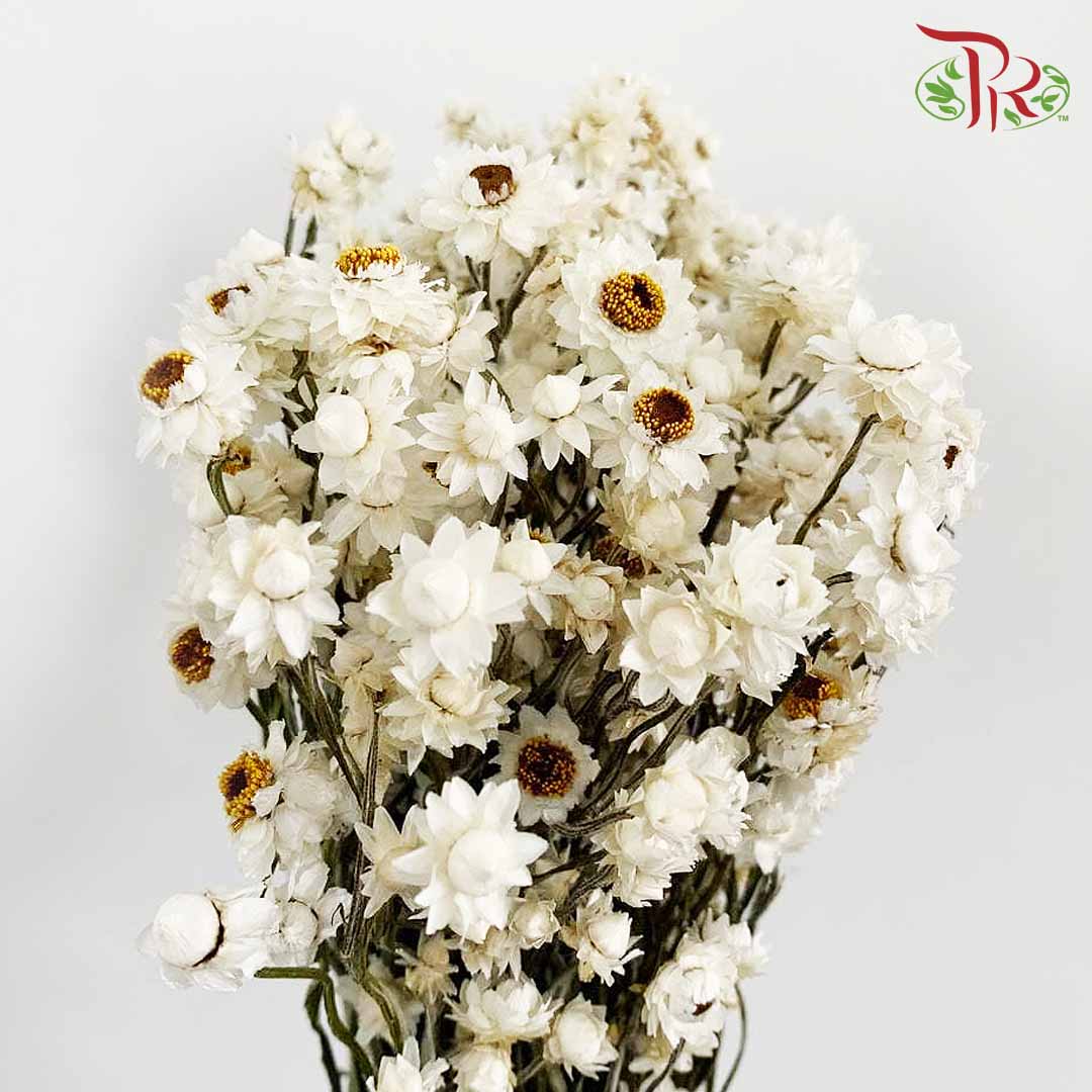 Dry Ammonium / Per Bundle - Pudu Ria Florist Southern