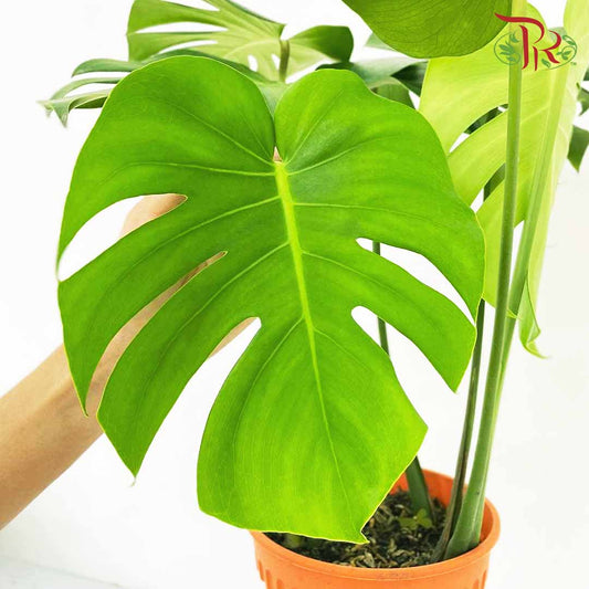 Monstera Plant (S) - Pudu Ria Florist Southern