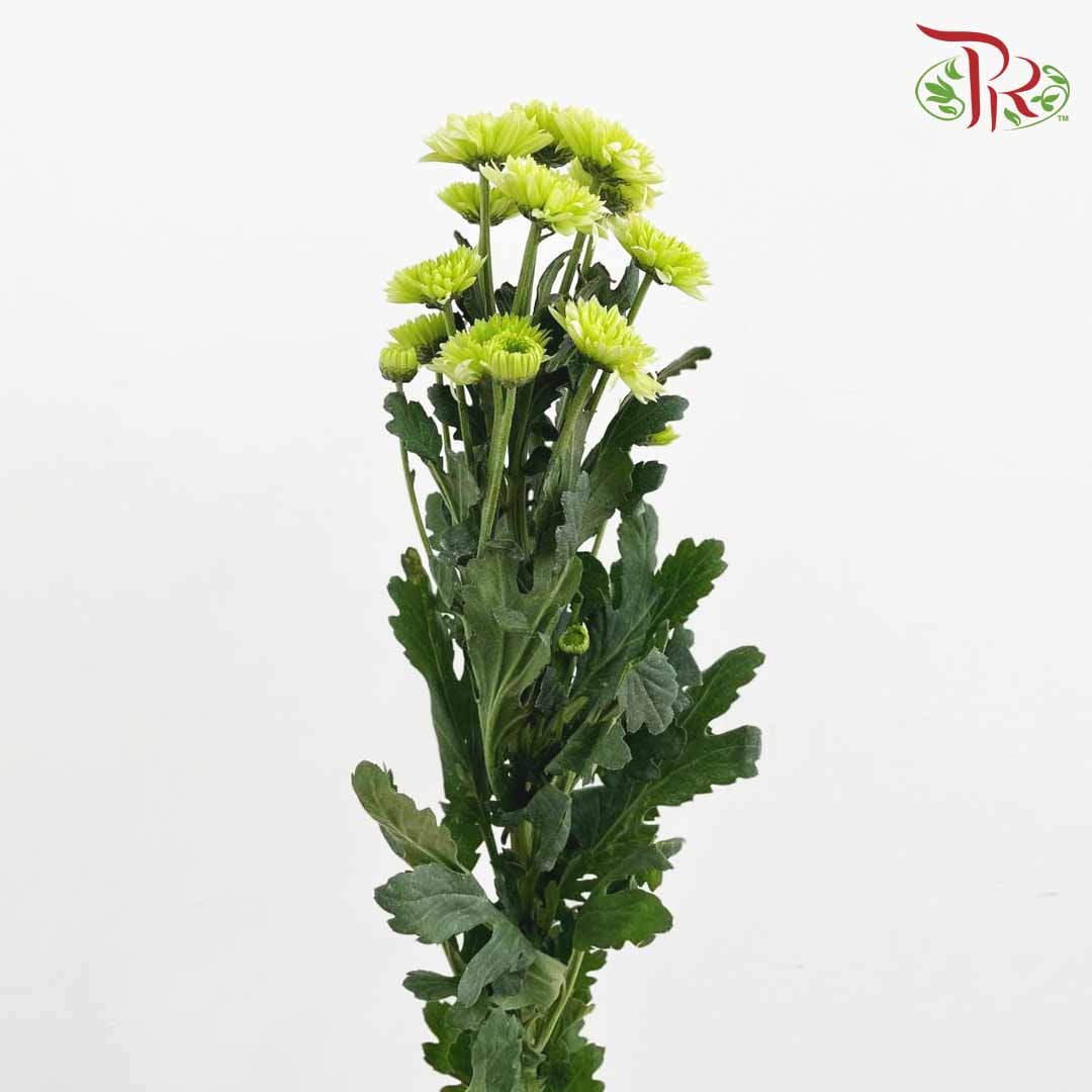 Chrysanthemum Pompom Green (10-12 Stems) - Pudu Ria Florist Southern
