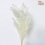 Dry Asparagus Bleached - White - Pudu Ria Florist Southern
