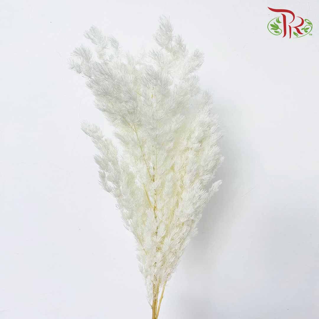 Dry Asparagus Bleached - White - Pudu Ria Florist Southern