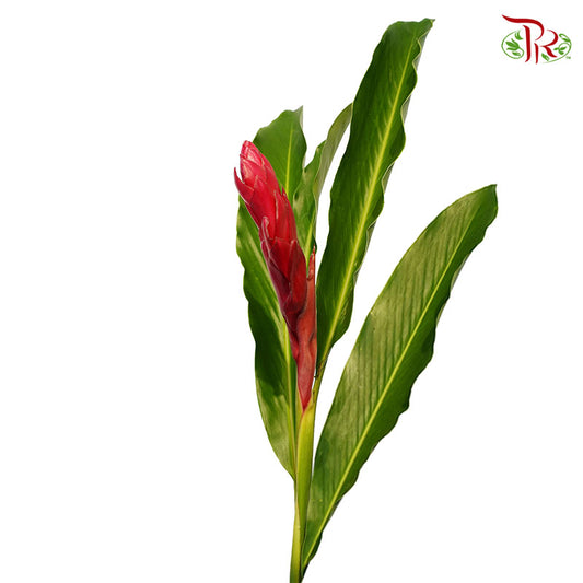 Ginger Red (5 Stems) - Pudu Ria Florist Southern