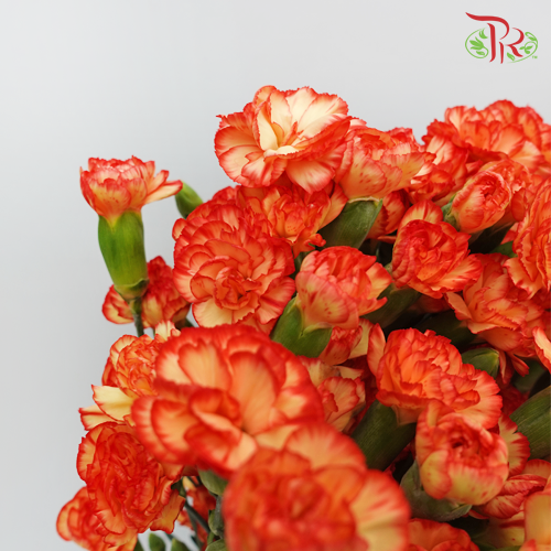 Carnation Spray Carimbo (18-20 Stems) - Pudu Ria Florist Southern
