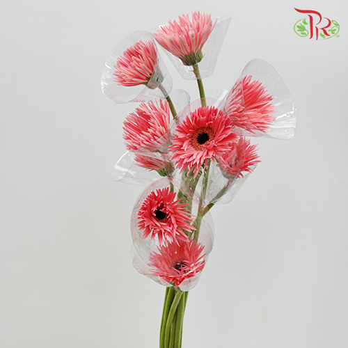 Spider Gerbera Pink (5 Stems) - Pudu Ria Florist Southern