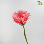 Spider Gerbera Pink (5 Stems) - Pudu Ria Florist Southern