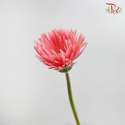 Spider Gerbera Pink (5 Stems) - Pudu Ria Florist Southern