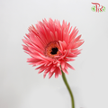 Spider Gerbera Pink (5 Stems) - Pudu Ria Florist Southern