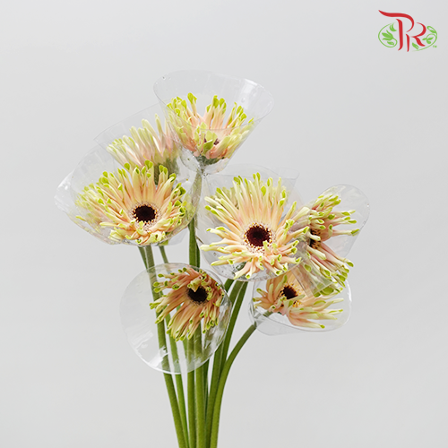 Gerbera Pasta Cream (5 Stems) - Pudu Ria Florist Southern