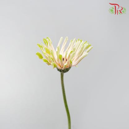 Gerbera Pasta Cream (5 Stems) - Pudu Ria Florist Southern