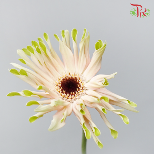 Gerbera Pasta Cream (5 Stems) - Pudu Ria Florist Southern