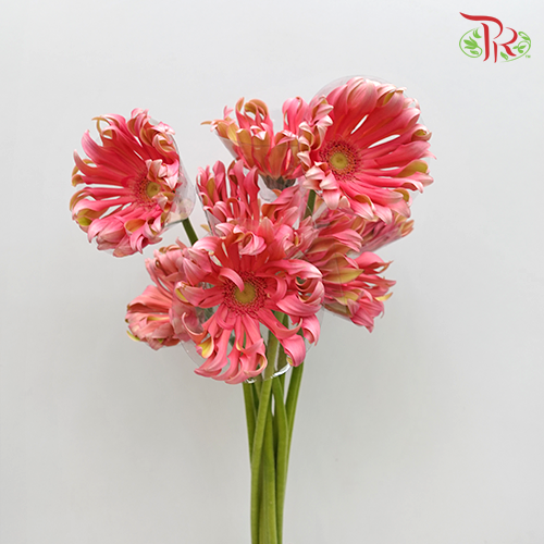 Gerbera Pasta Pink (5 Stems) - Pudu Ria Florist Southern