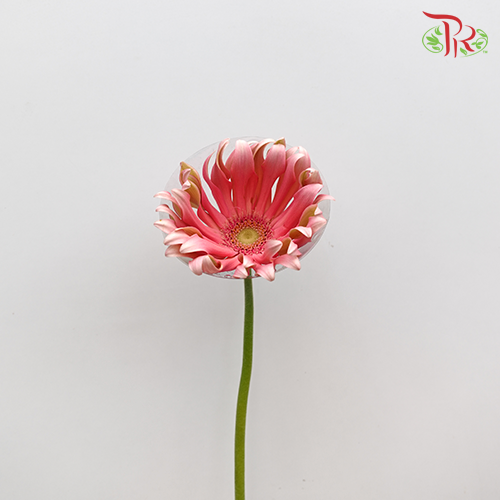 Gerbera Pasta Pink (5 Stems) - Pudu Ria Florist Southern