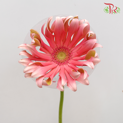 Gerbera Pasta Pink (5 Stems) - Pudu Ria Florist Southern