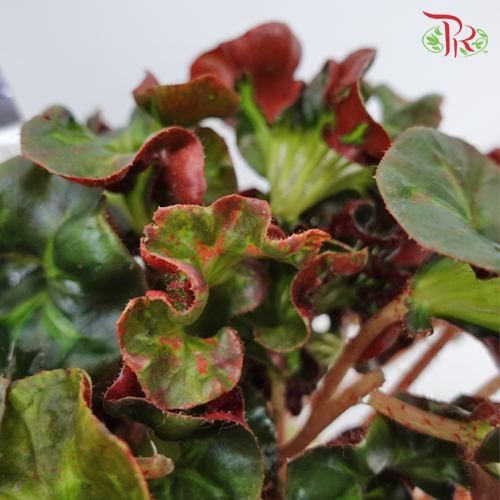 Begonia - Cathedral - Pudu Ria Florist Southern