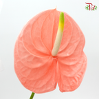 Anthurium Peach - 5 Stems - Pudu Ria Florist Southern