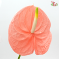 Anthurium Peach (XL) - Per Stems - Pudu Ria Florist Southern